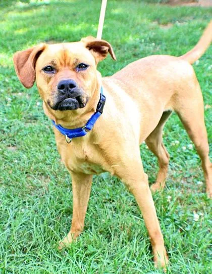 An adult medium-sized female Pug dog named Bella for adoption in Morton Grove, IL