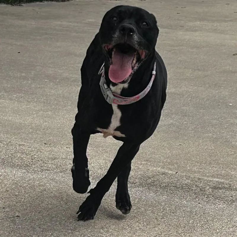 Sophia