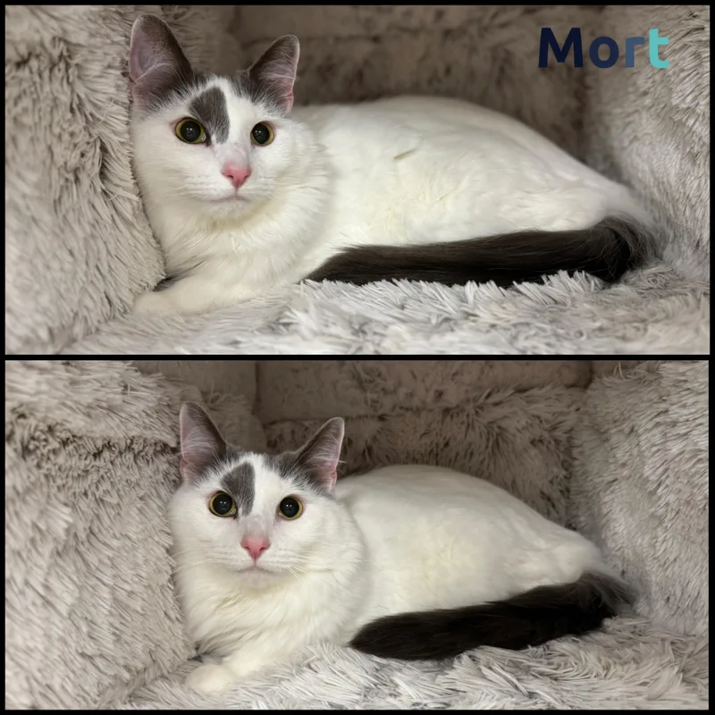An adult medium-sized male Gray / Blue / Silver Domestic Medium Hair cat named Mort for adoption in Louisville, KY