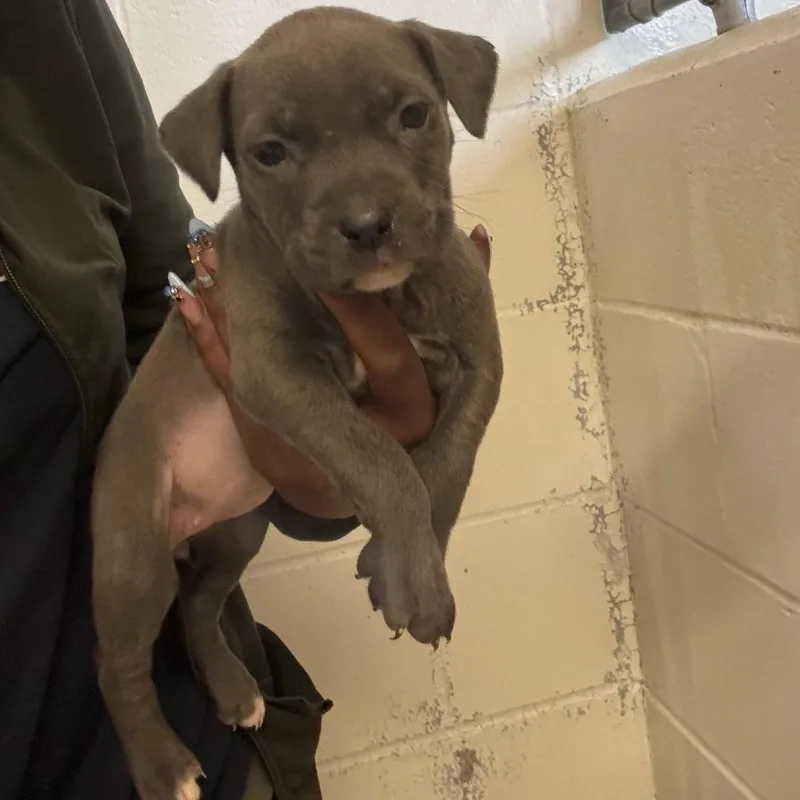 A baby small-sized female Gray / Blue / Silver Pit Bull Terrier dog named Airforce for adoption in Indianapolis, IN