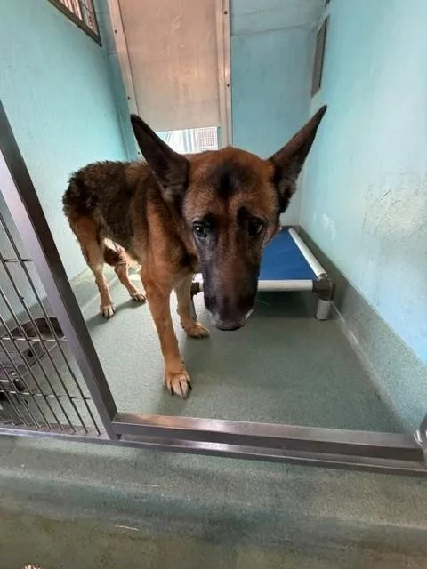 A young medium-sized female German Shepherd Dog dog named Mia for adoption in Baldwin Park, CA