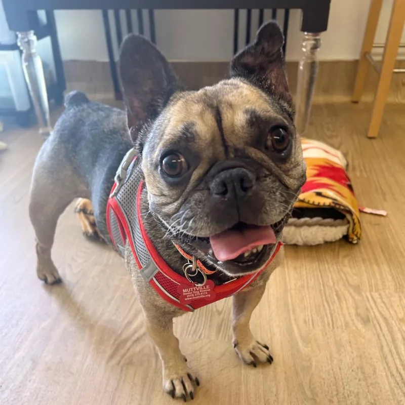 A senior small-sized female Black French Bulldog dog named Cherry Blossom for adoption in San Francisco, CA