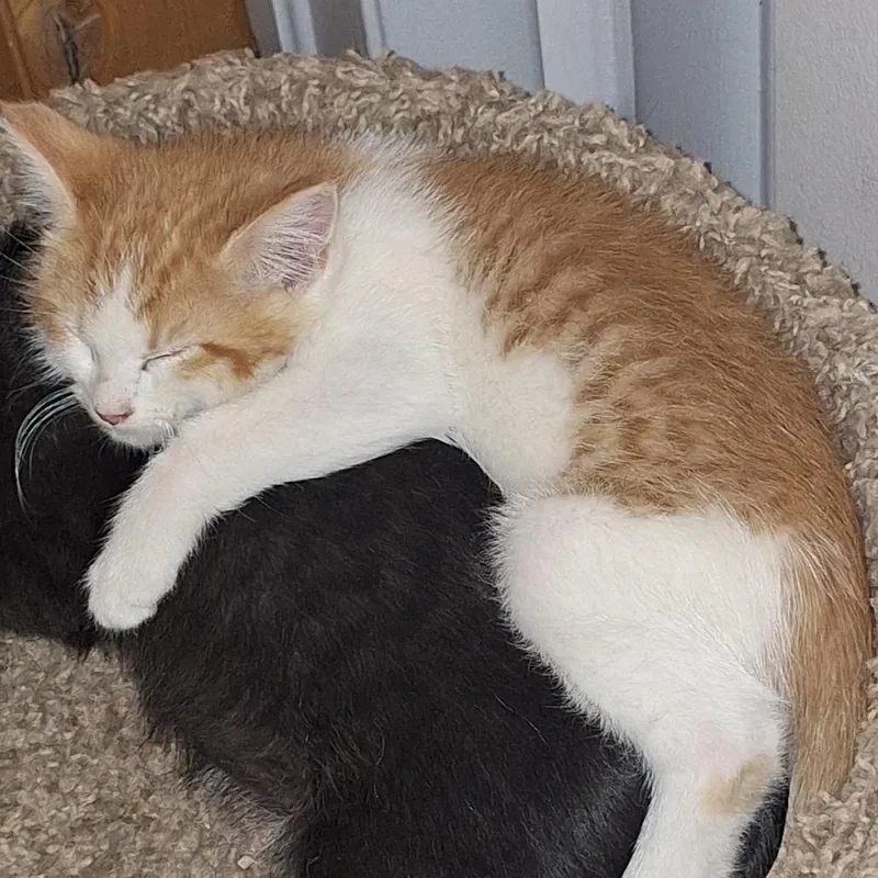 A baby small-sized male White Domestic Short Hair cat named Brooks for adoption in Grantsville, UT