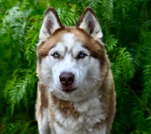 An adult large-sized male Siberian Husky dog named Billy for adoption in Oceanside, CA