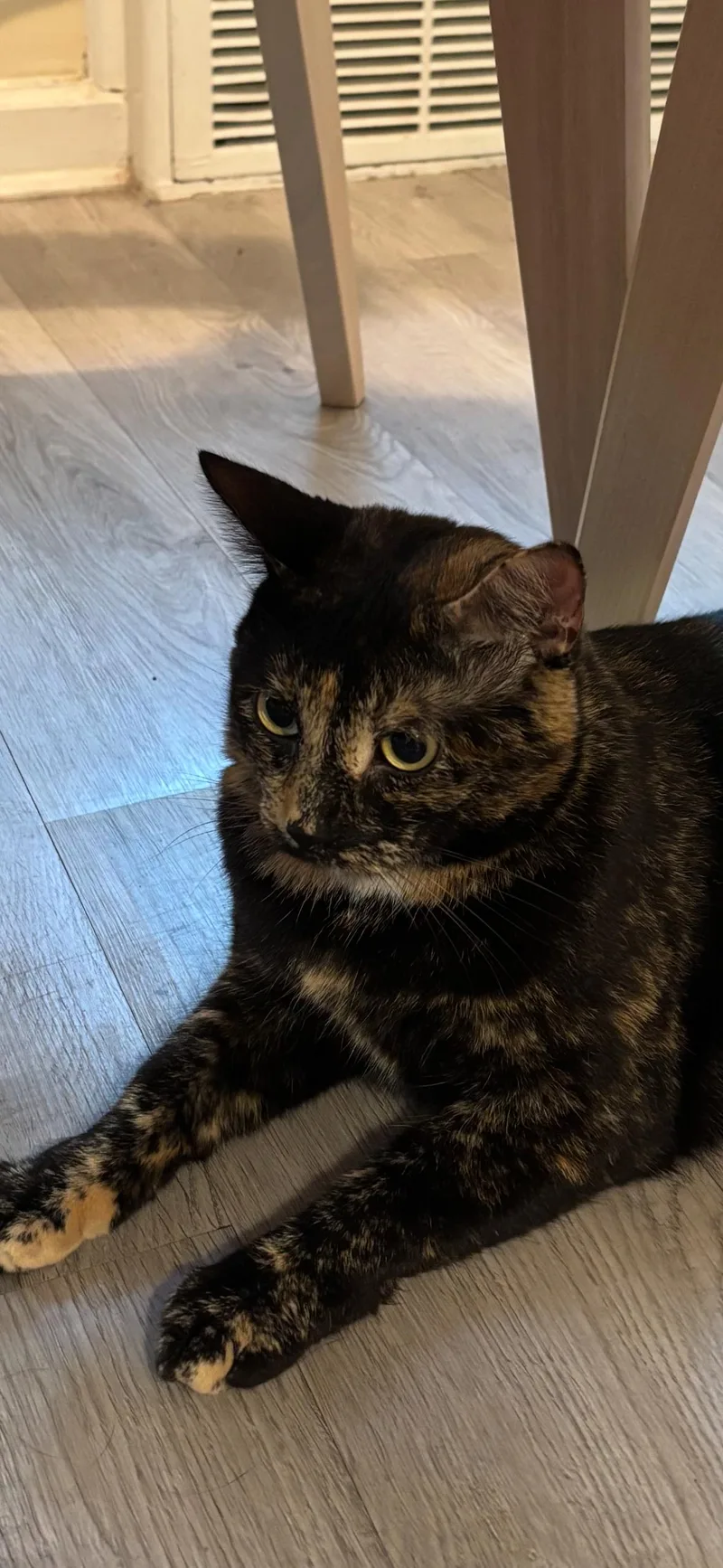 A young medium-sized female Tortoiseshell Domestic Short Hair cat named Lily for adoption in Pompton Lakes, NJ