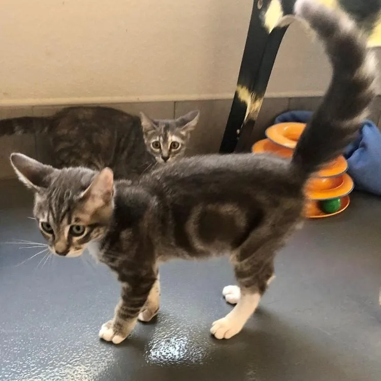 A baby large-sized male Tabby (Gray / Blue / Silver) Domestic Short Hair cat named Piney for adoption in Lodi, CA