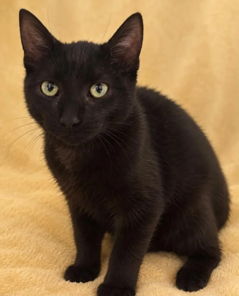 A baby small-sized male Domestic Short Hair cat named Squeaker for adoption in Columbia, TN