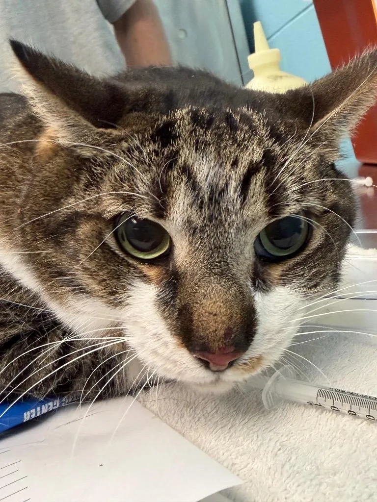 An adult large-sized male Tabby cat named Puppy for adoption in Frankfort, KY