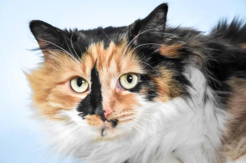 An adult small-sized female Domestic Long Hair cat named Swatch for adoption in Loveland, CO