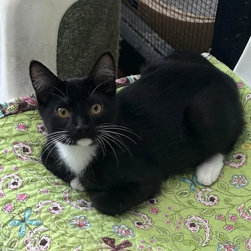 A baby small-sized male Black Domestic Short Hair cat named Whimsical for adoption in Veneta, OR