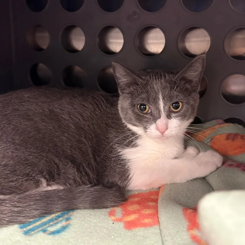 A baby small-sized female White Domestic Short Hair cat named Celsius for adoption in Keizer, OR