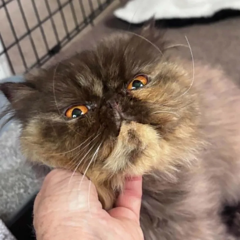 An adult small-sized female Tortoiseshell Persian cat named Shiraz for adoption in Fort Lauderdale, FL