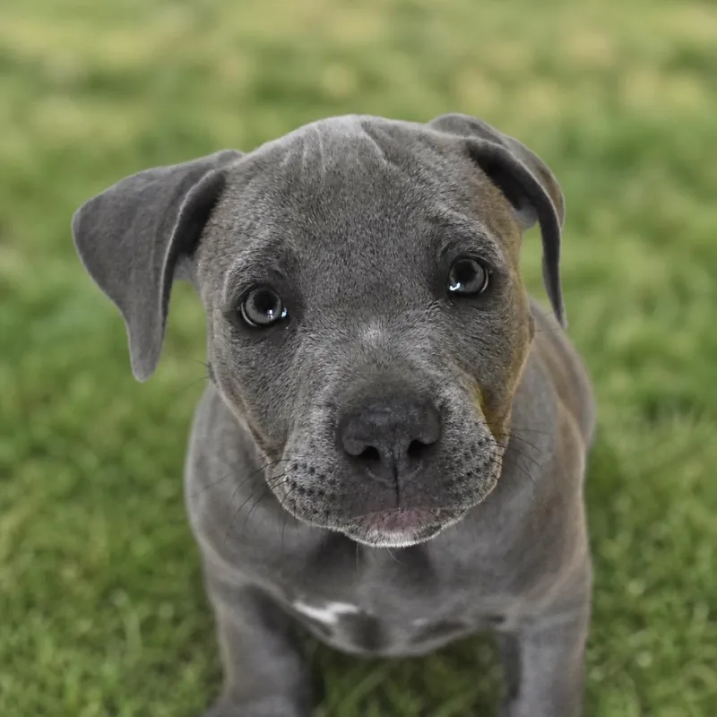 A baby medium-sized female Pit Bull Terrier dog named Precious for adoption in Saint Petersburg, FL