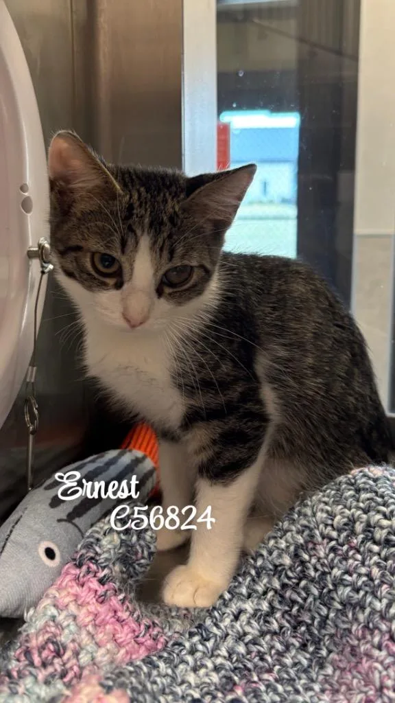 A baby small-sized male Domestic Short Hair cat named Ernest for adoption in Clarksville, TN