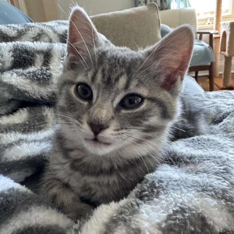 A baby small-sized male Gray / Blue / Silver American Shorthair cat named Skye for adoption in Pittsburgh, PA