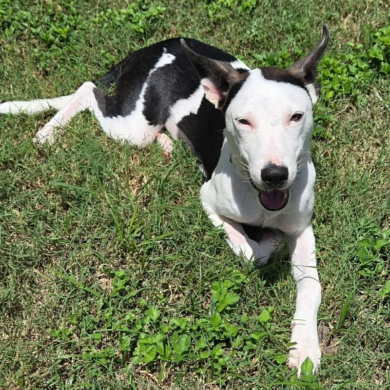 A young medium-sized male White / Cream Terrier dog named Soren for adoption in Corpus Christi, TX
