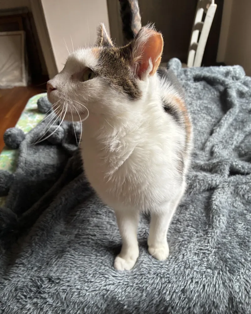 An adult medium-sized female Calico Domestic Short Hair cat named Frida for adoption in Lemoyne, PA