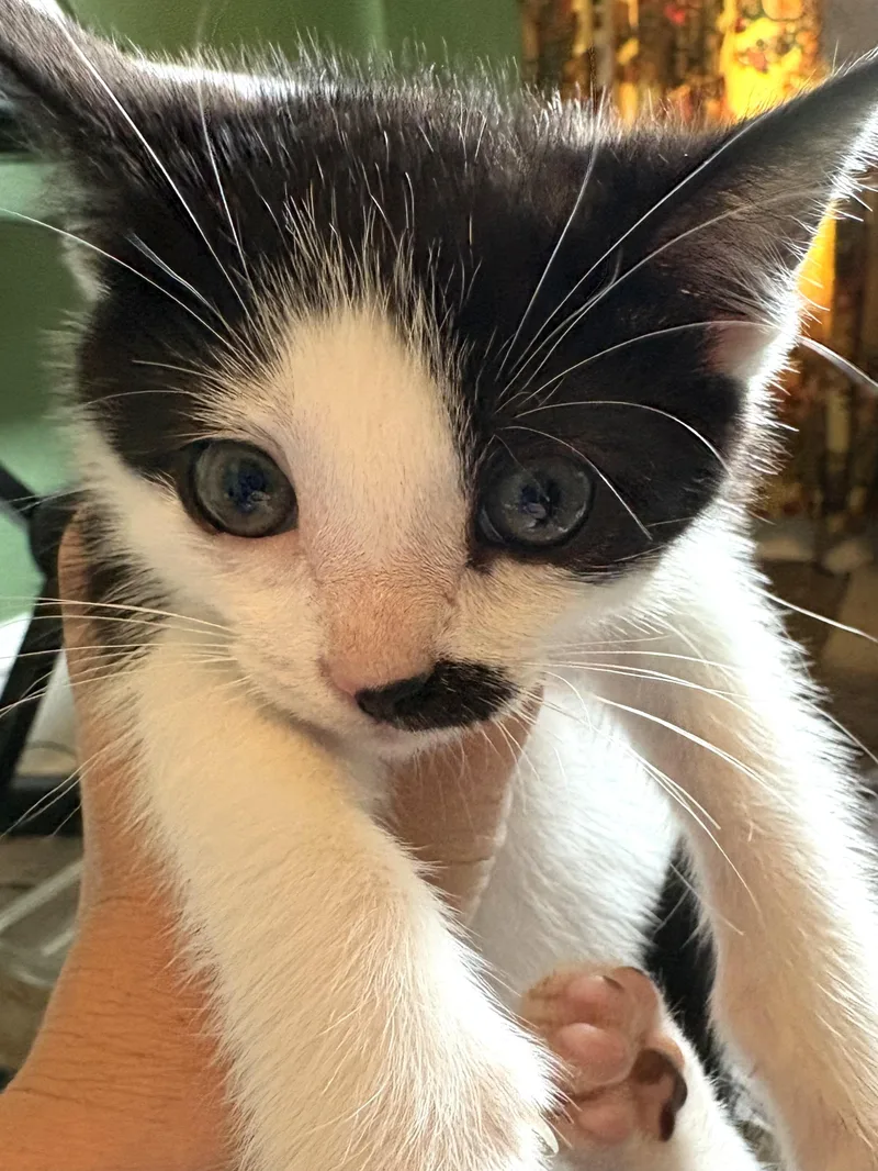Esther