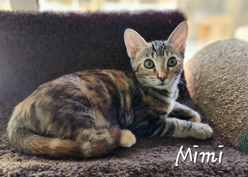 A baby medium-sized female Tabby (Brown / Chocolate) Domestic Short Hair cat named Mimi for adoption in Hawthorne, CA