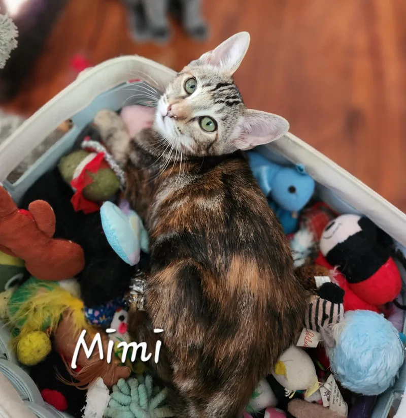 Mimi thumbnail 2