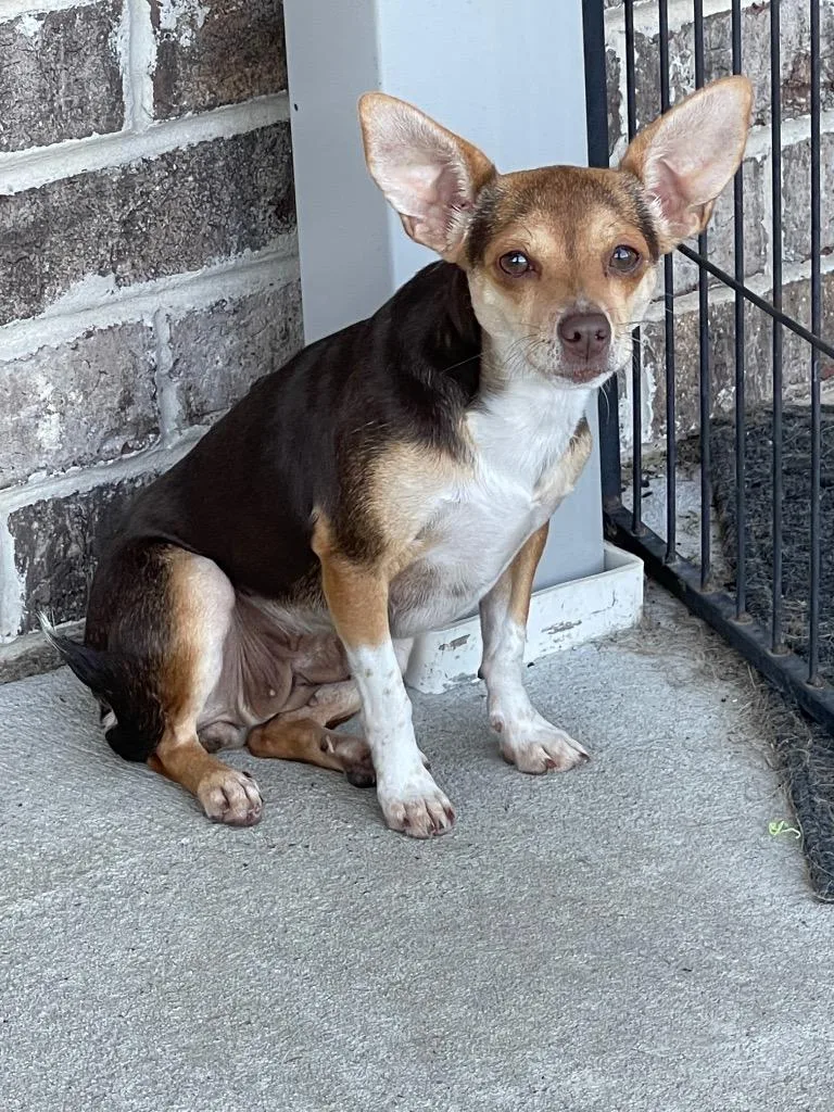 An adult small-sized female Chihuahua dog named Luella for adoption in Dalton, GA