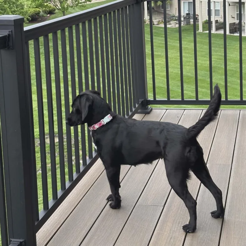 An adult medium-sized female Black Mixed Breed dog named Bellmay Fc for adoption in Union, MO