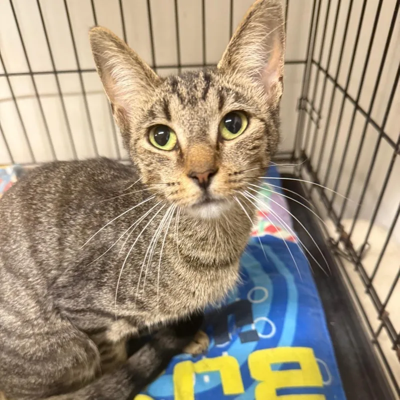 A young small-sized female Domestic Short Hair cat named Sasha for adoption in South Ozone Park, NY