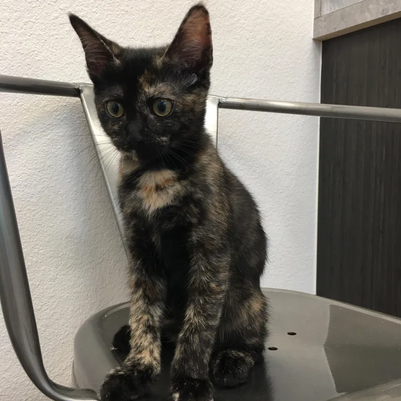 A baby small-sized female Tortoiseshell Domestic Short Hair cat named Rowan for adoption in Greenville, TX