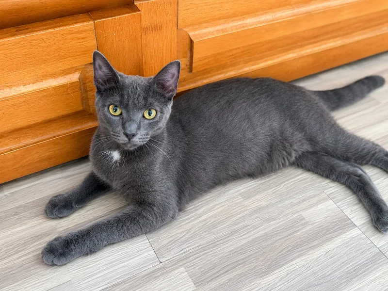 A young medium-sized male Gray / Blue / Silver Domestic Short Hair cat named Adonis for adoption in Stamford, CT