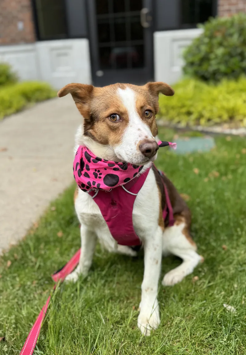 Maui thumbnail 4