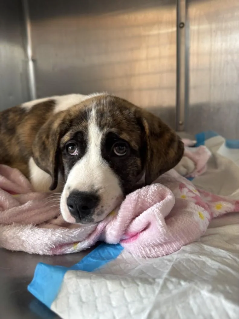 An adult small-sized female Pit Bull Terrier dog named A for adoption in Olivehurst, CA