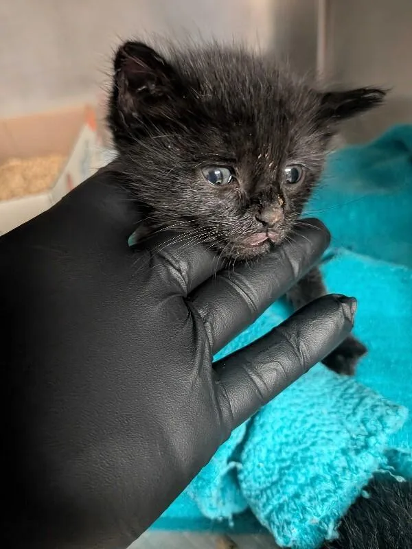 A young small-sized male Black Domestic Short Hair cat named Dale for adoption in Cincinnati, OH
