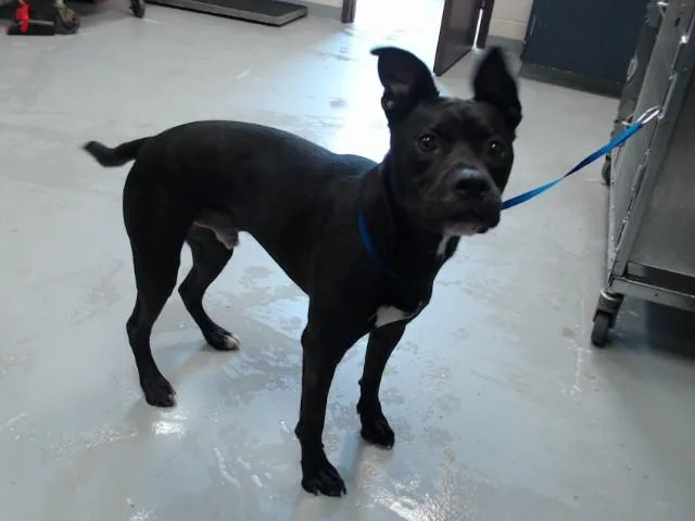 An adult medium-sized male Pit Bull Terrier dog named A for adoption in Fayetteville, NC