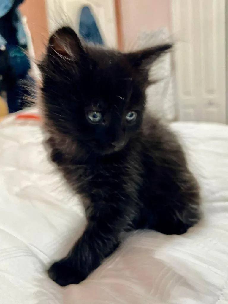 Bella