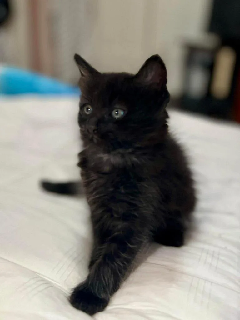 Bella thumbnail 6