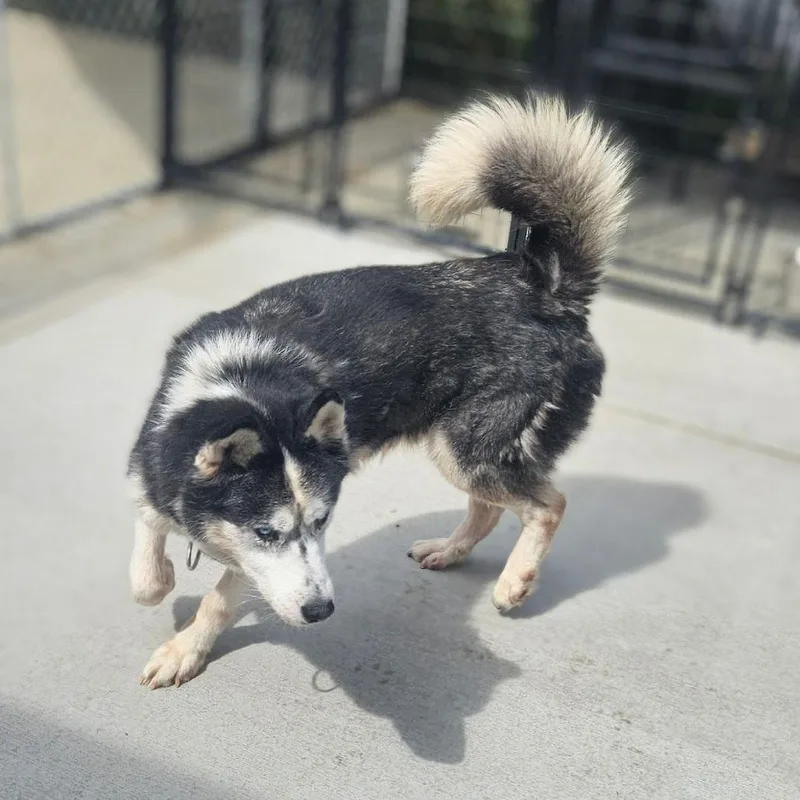A senior medium-sized male Siberian Husky dog named Micky for adoption in Monticello, IA