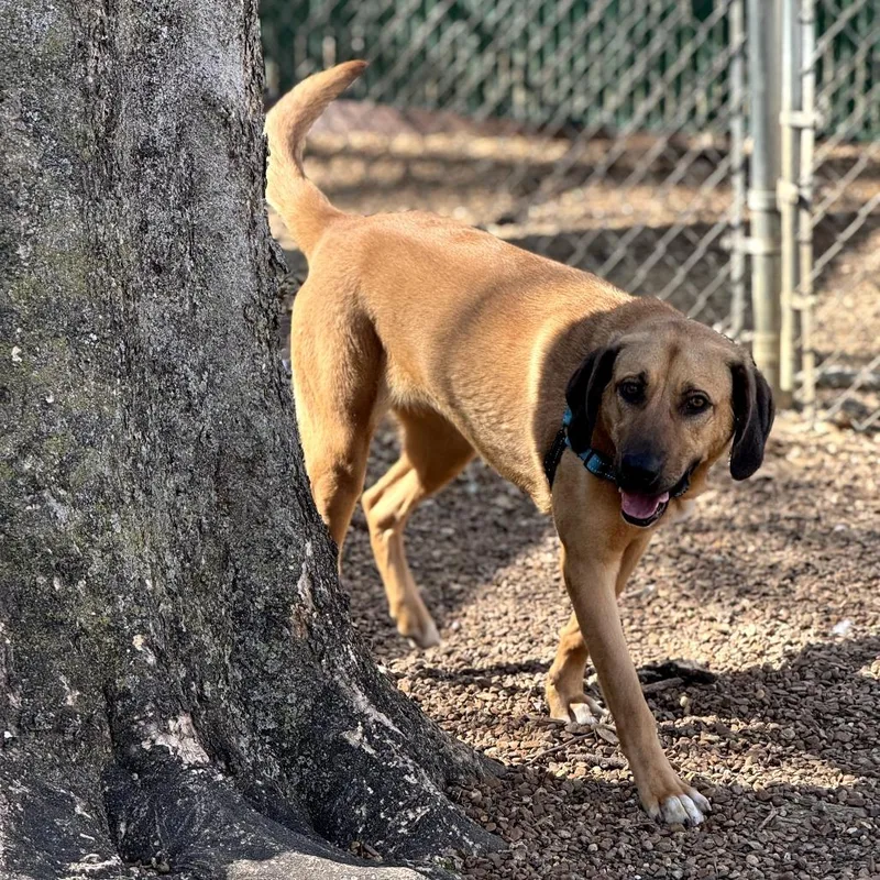 Norma Jean thumbnail 2