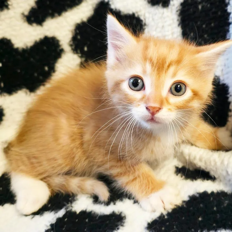 A baby small-sized male Orange / Red Domestic Short Hair cat named Hamlin for adoption in Mount Juliet, TN