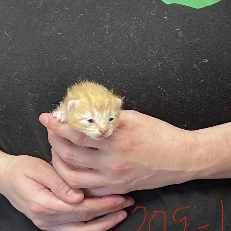 Hamlin thumbnail 2