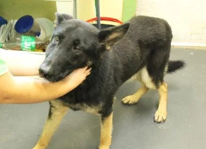 An adult large-sized male German Shepherd Dog dog named Nightshade for adoption in Picayune, MS