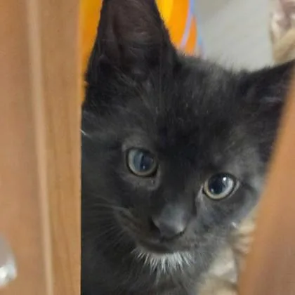 A baby small-sized male Domestic Short Hair cat named Finnick for adoption in Voorhees, NJ