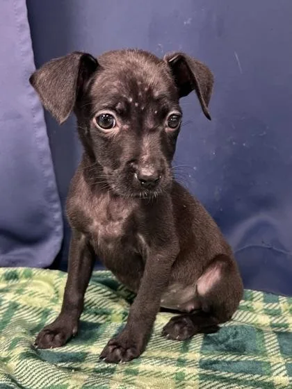 A baby large-sized female Pit Bull Terrier dog named Laura for adoption in Houston, TX