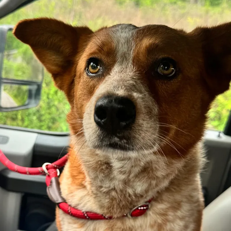 An adult medium-sized female Red / Chestnut / Orange Cattle Dog dog named Alyssa for adoption in Birmingham, AL