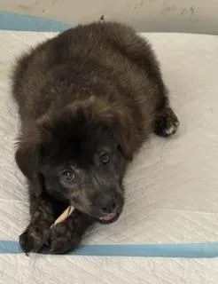 A baby large-sized female Labrador Retriever dog named Meeny for adoption in Sedalia, CO