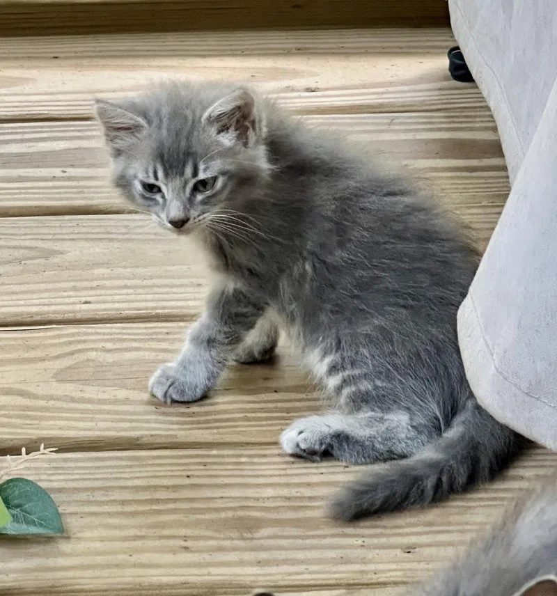 A baby medium-sized female Gray / Blue / Silver Domestic Long Hair cat named Jade for adoption in Royal Palm Beach, FL