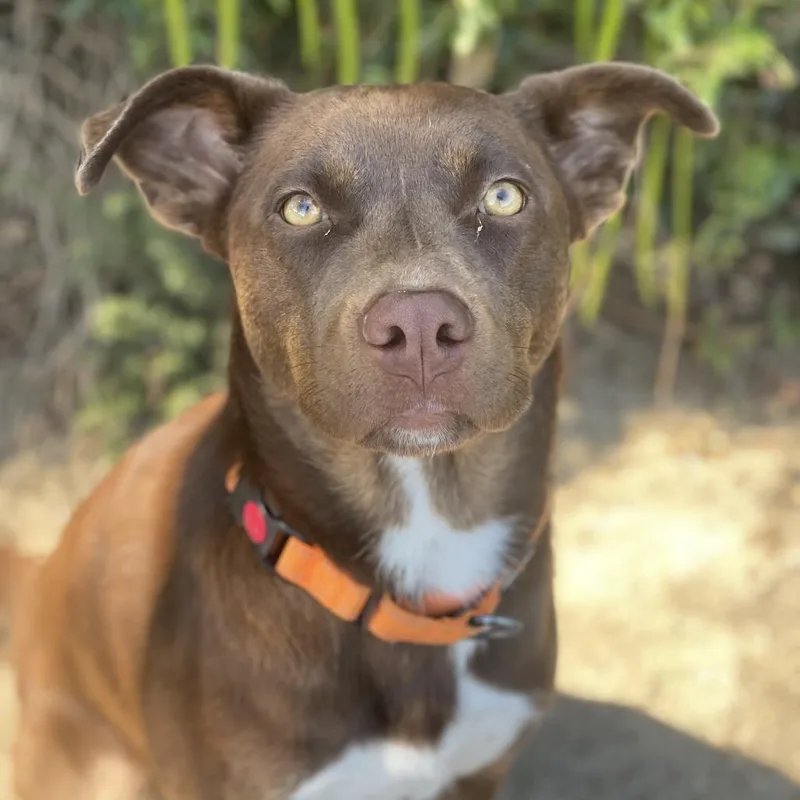 An adult medium-sized female Brown / Chocolate Chocolate Labrador Retriever dog named Sammie for adoption in Riverside, CA