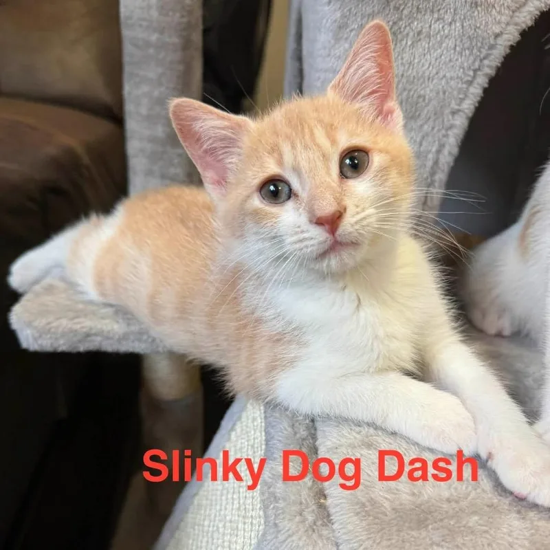 Slinky Dog Dash thumbnail 3