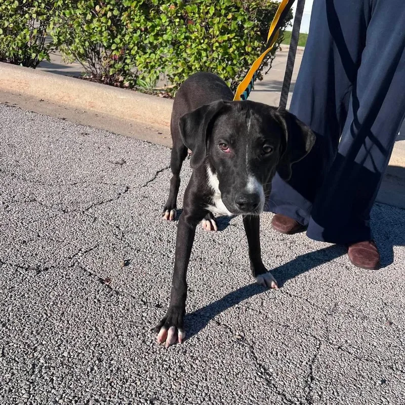 A young medium-sized male Black Labrador Retriever dog named Arf Vader for adoption in St. Charles, IL