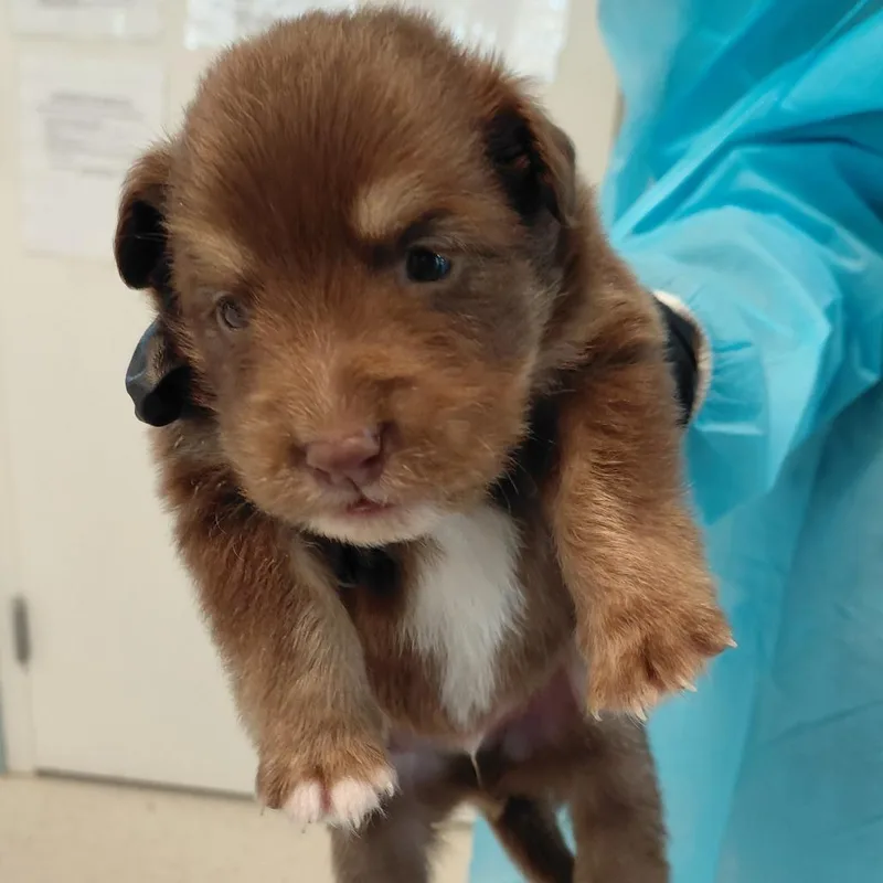A baby medium-sized male Brown / Chocolate Mixed Breed dog named Rigel for adoption in LOXAHATCHEE, FL