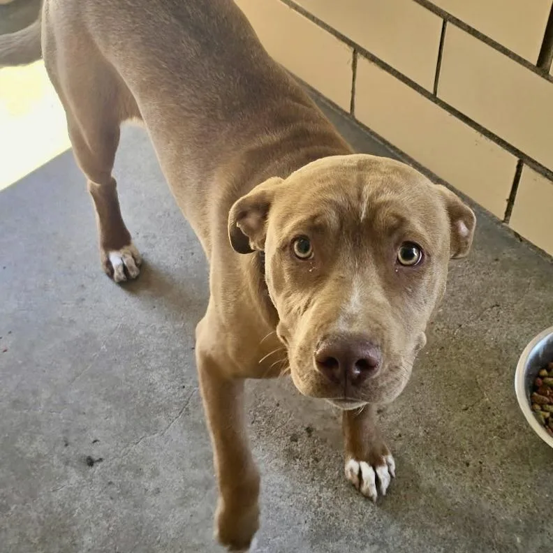 A young medium-sized male Brown / Chocolate Mixed Breed dog named Barry for adoption in Edwardsville, IL